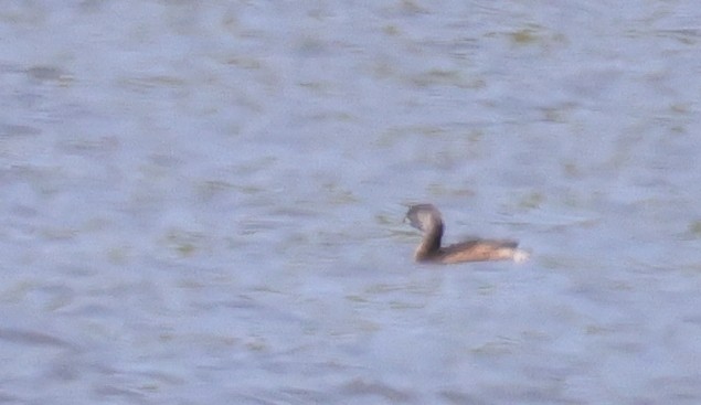 Txilinporta mokolodia - ML638952193