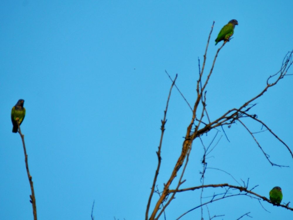 Blue-headed Parrot - ML638952195