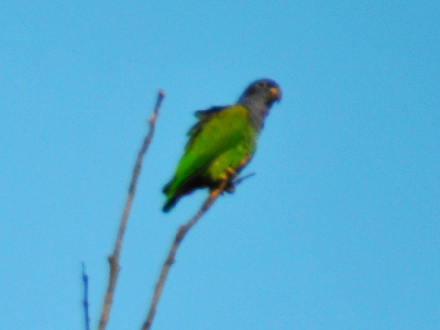 Blue-headed Parrot - ML638952196