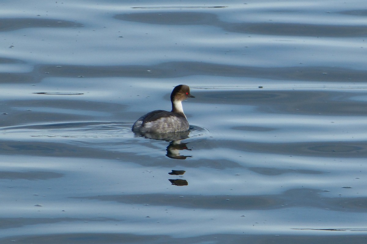 Silvery Grebe - ML638952244
