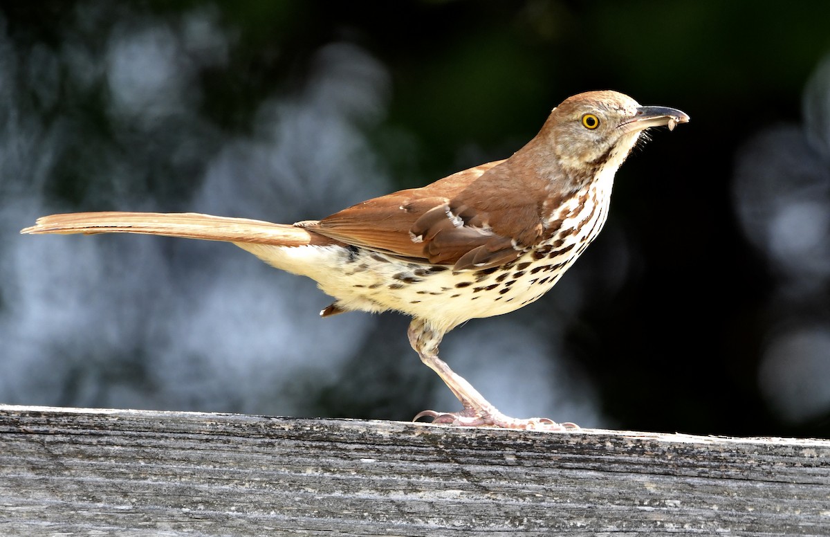 Brown Thrasher - ML638952254