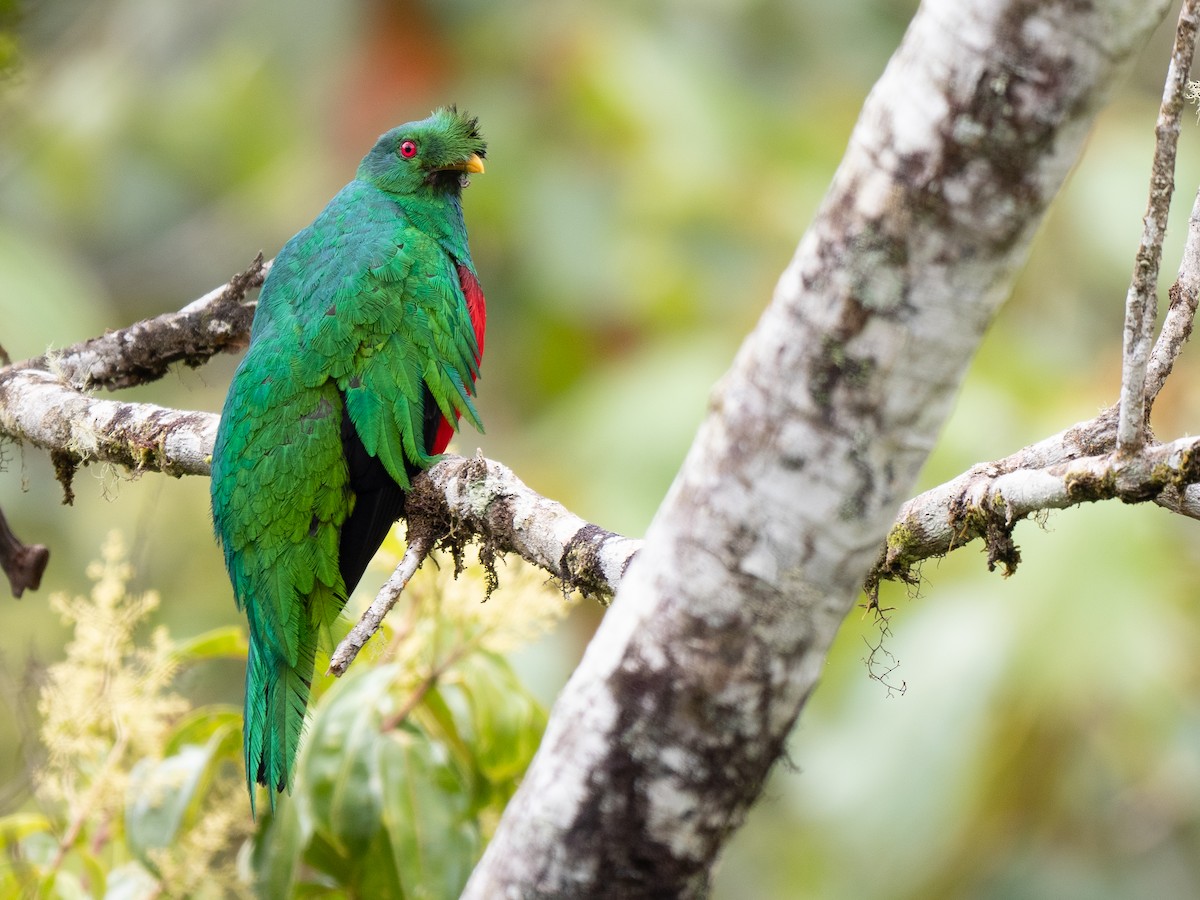 Crested Quetzal - ML638952266