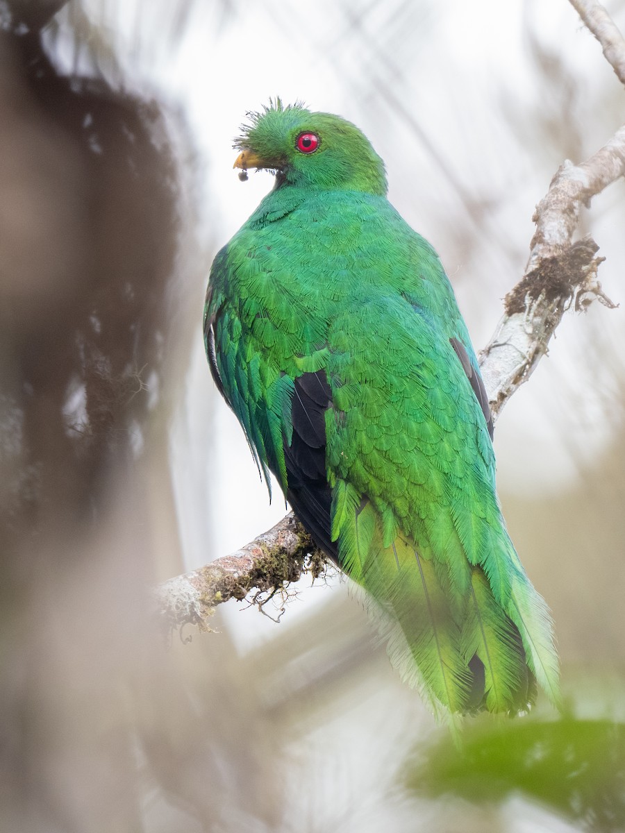 Crested Quetzal - ML638952267