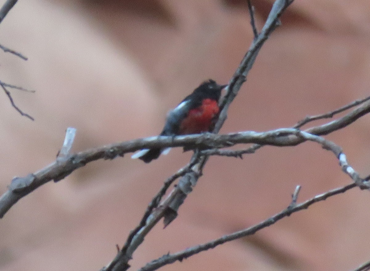 Painted Redstart - ML638952293