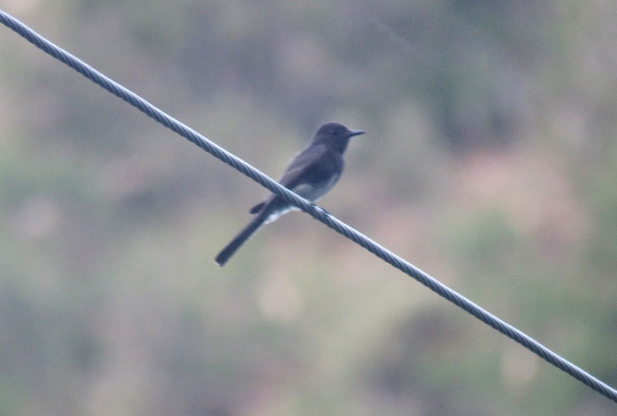 Black Phoebe - ML638952298