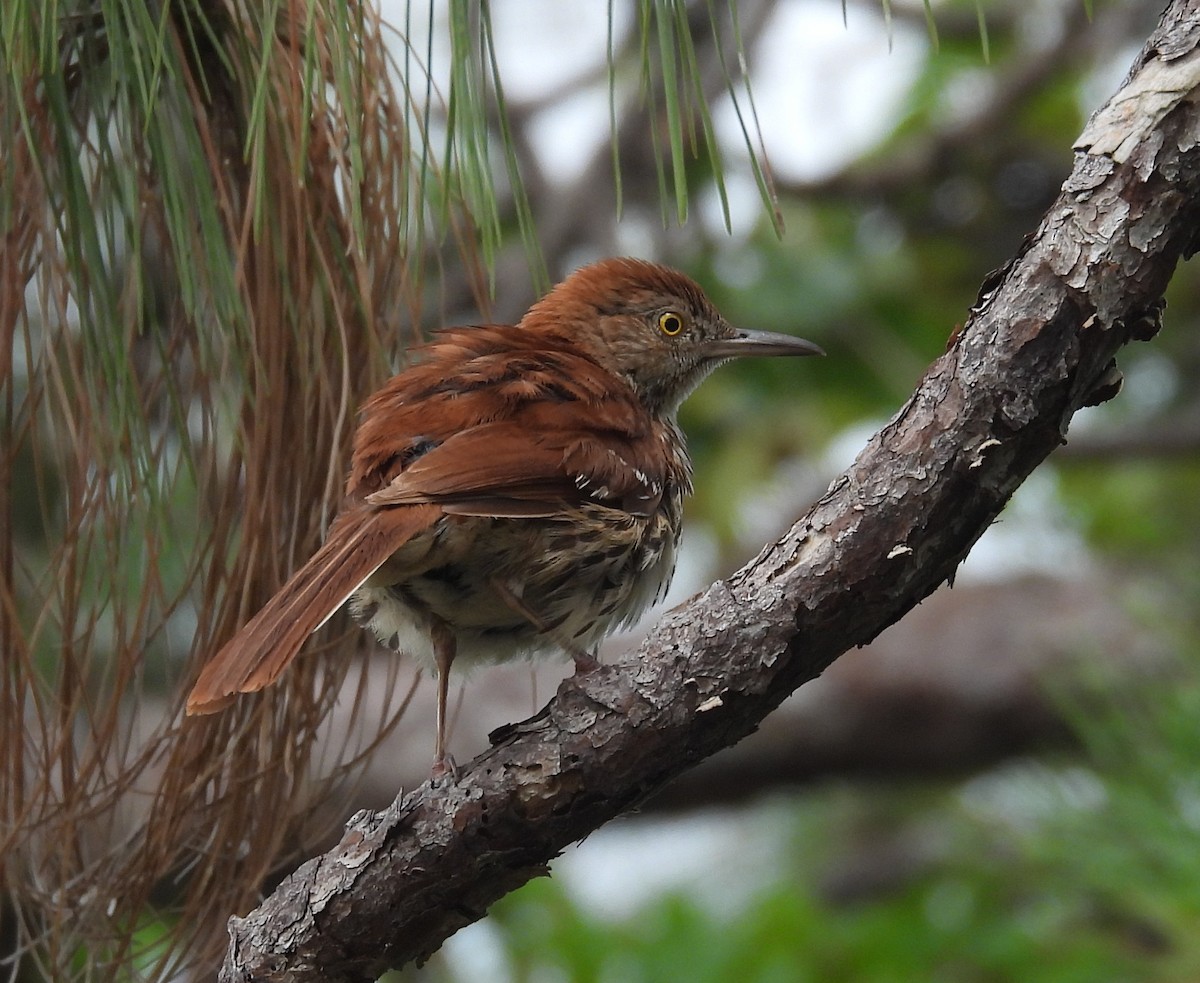 Brown Thrasher - ML638952303