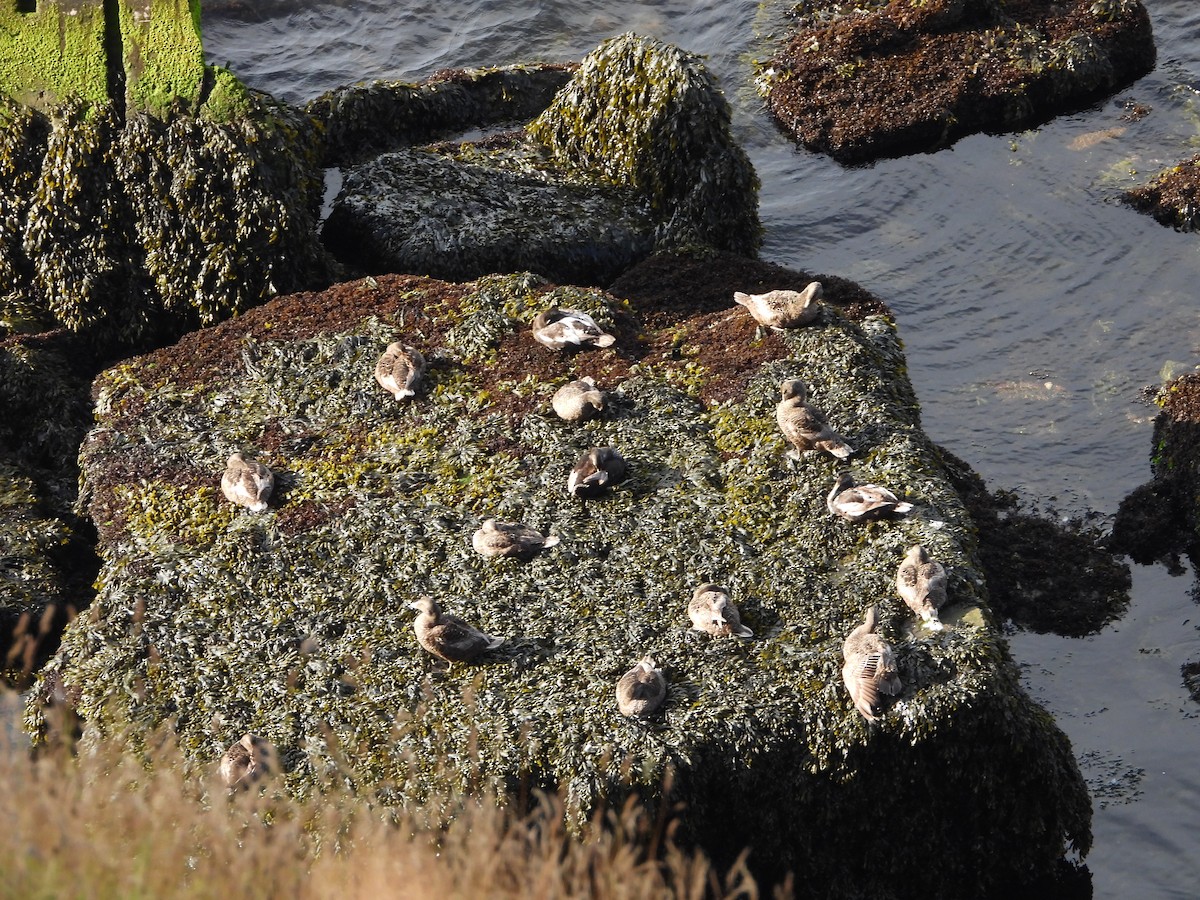 Common Eider - ML638952373