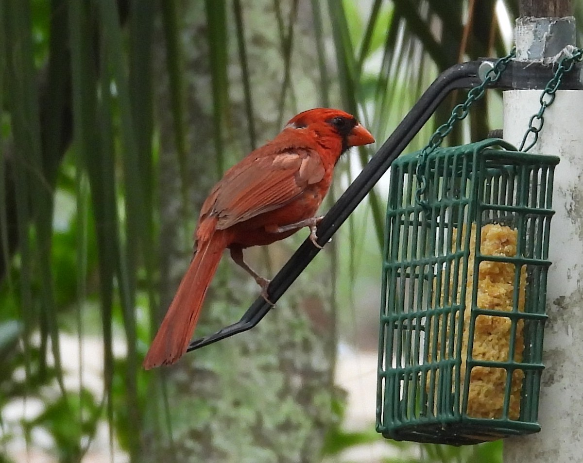 Cardinal rouge - ML638952384