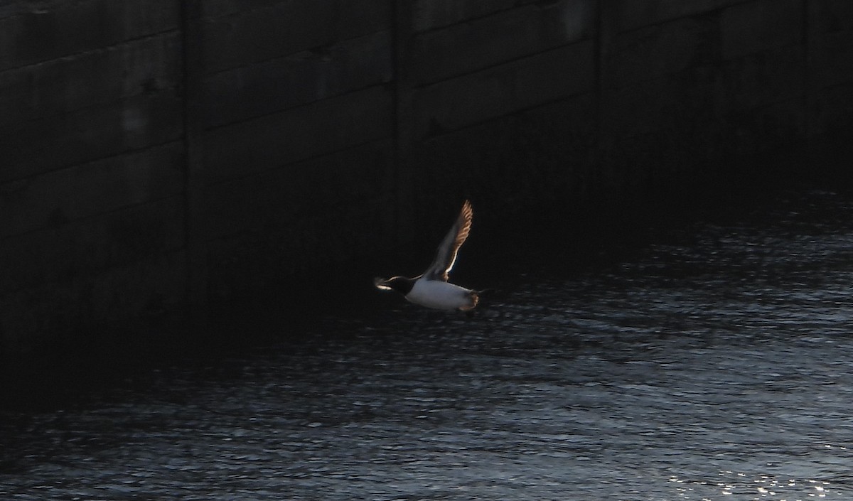 Common Murre - ML638952386