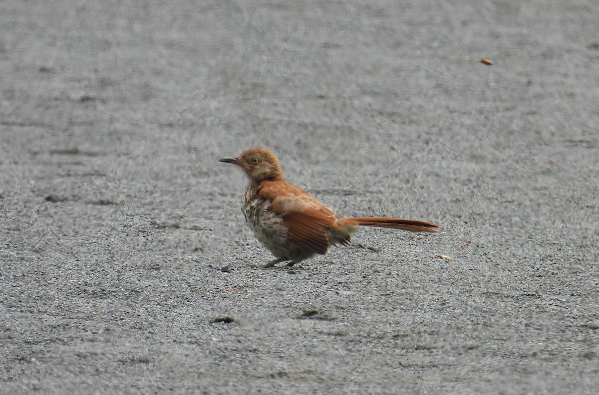 Brown Thrasher - ML638952407