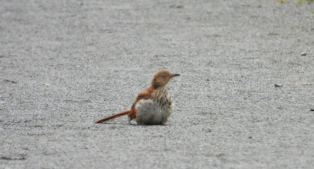 Brown Thrasher - ML638952409