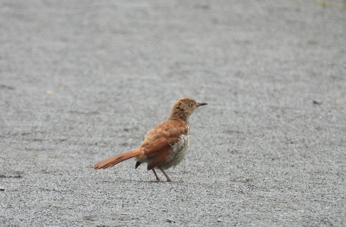 Brown Thrasher - ML638952410