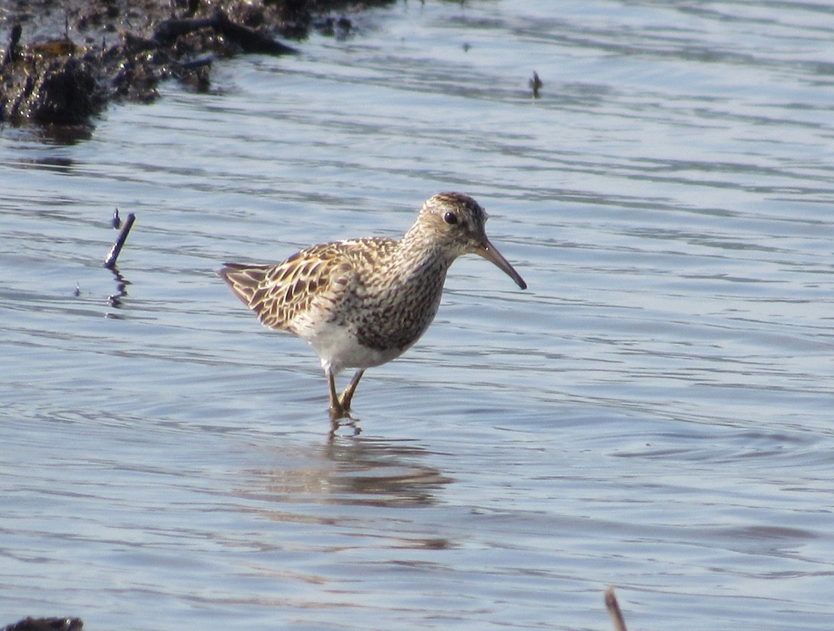 Pectoral Sandpiper - ML638952426