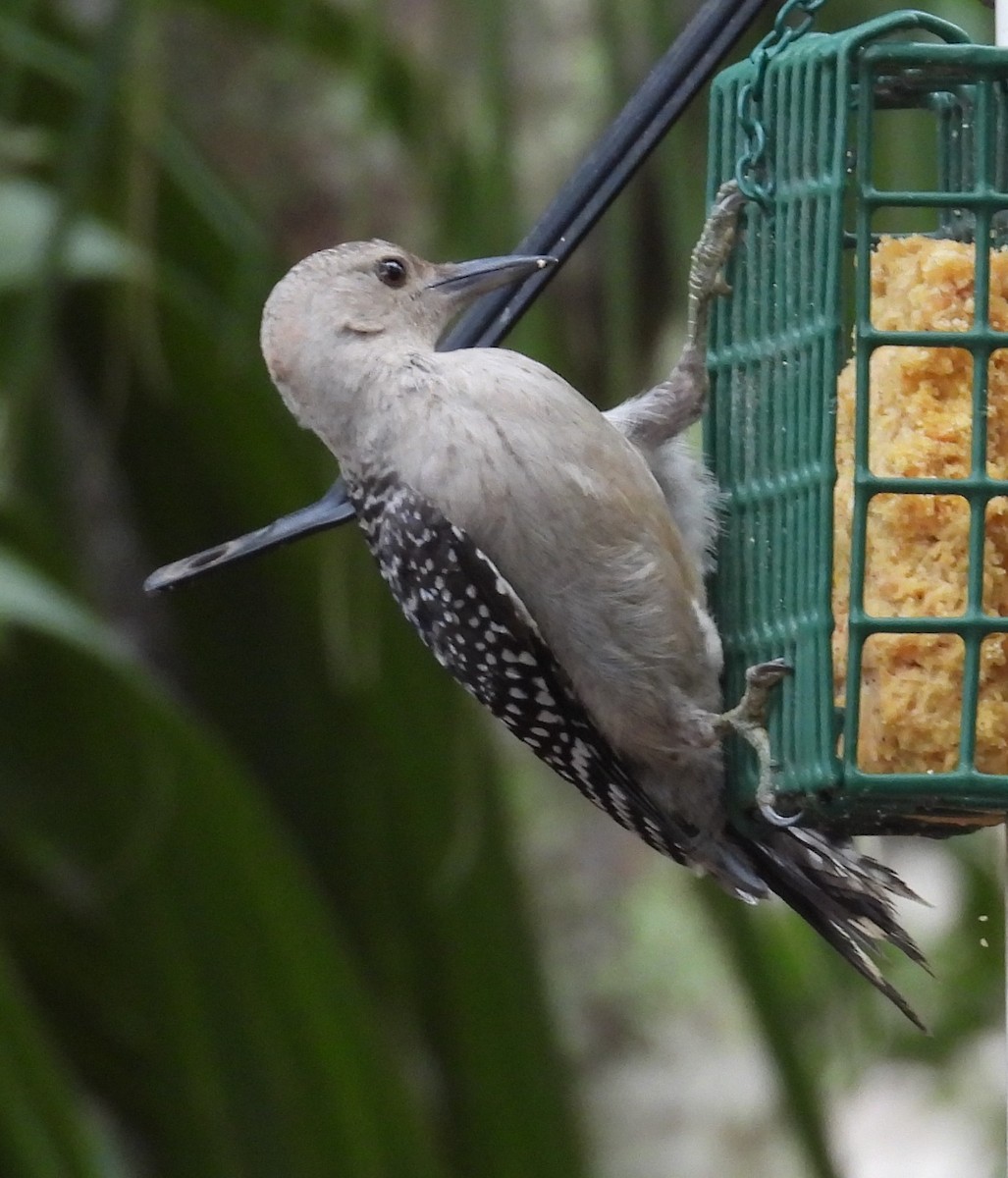 Red-bellied Woodpecker - ML638952427