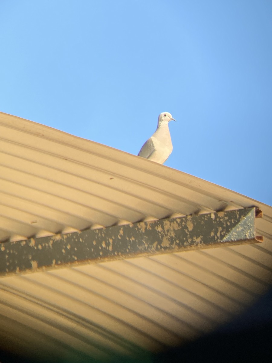 Eared Dove - ML638952436