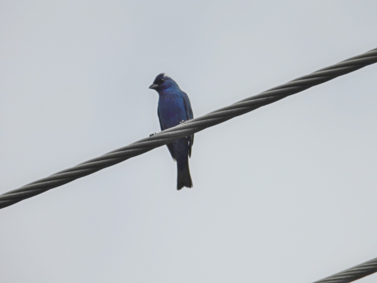 Indigo Bunting - ML638952439