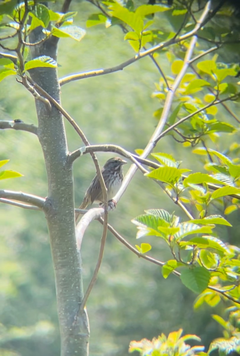 Song Sparrow - ML638952492