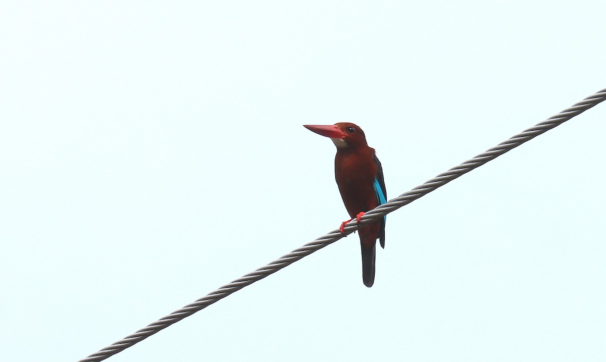 Brown-breasted Kingfisher - ML638952495