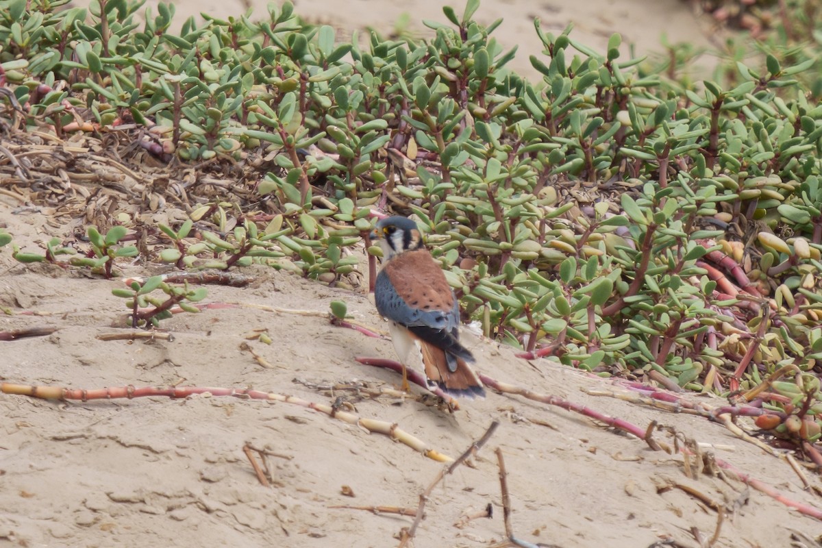 American Kestrel - ML638952555