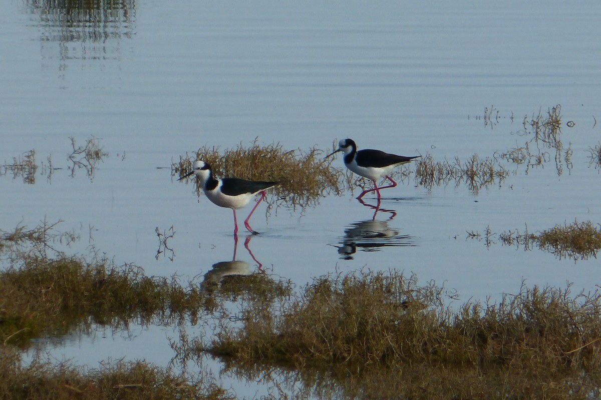 Black-necked Stilt - ML638952569
