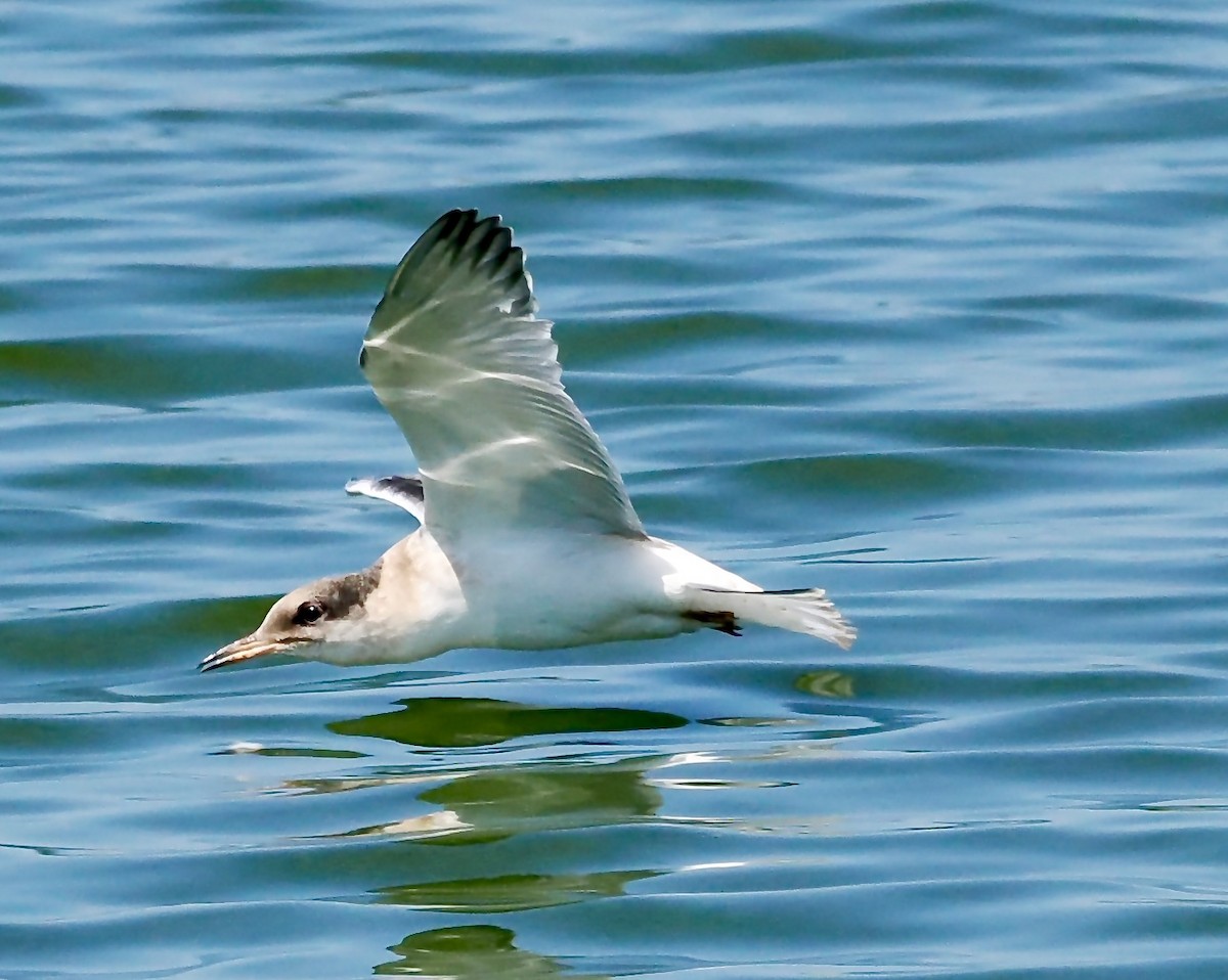 Common Tern - ML638952589