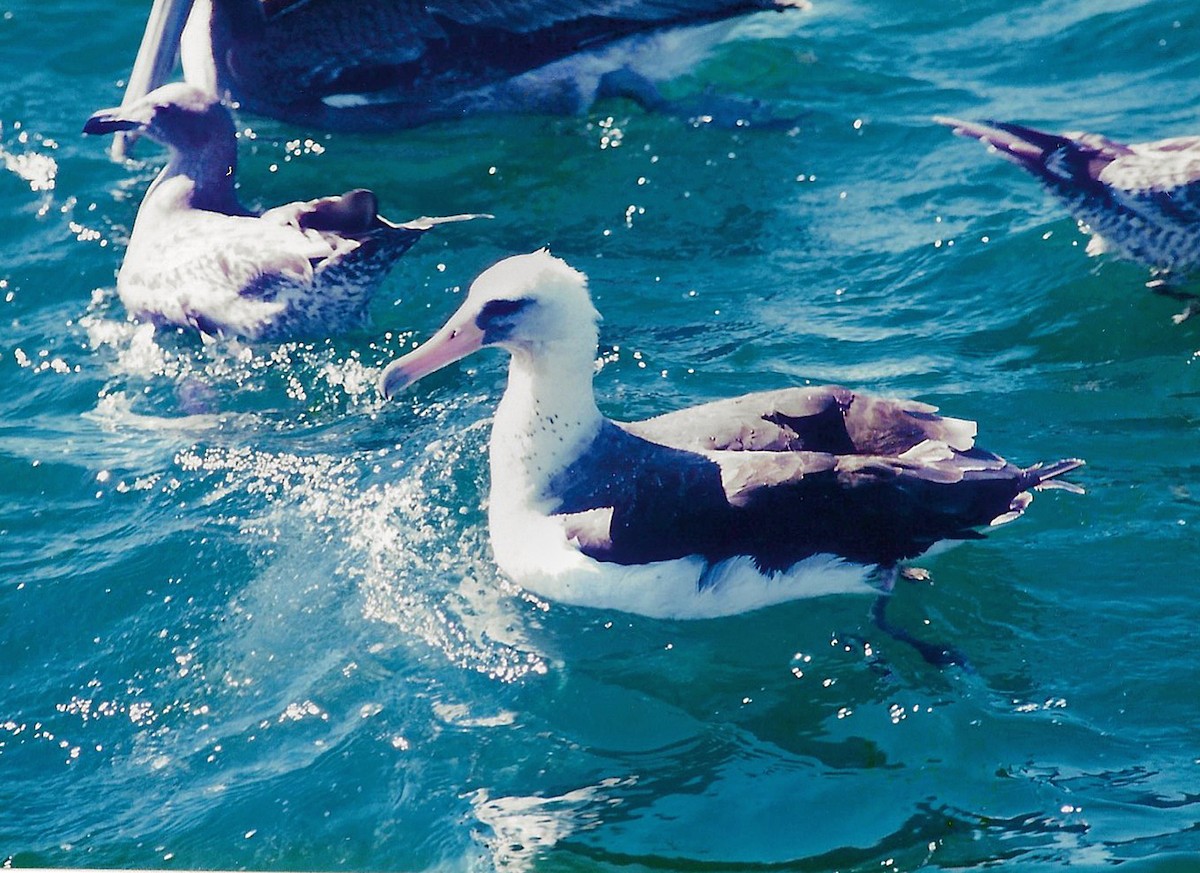 Laysan Albatross - ML638952600