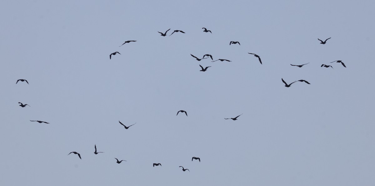 Cormorán Orejudo - ML638952607