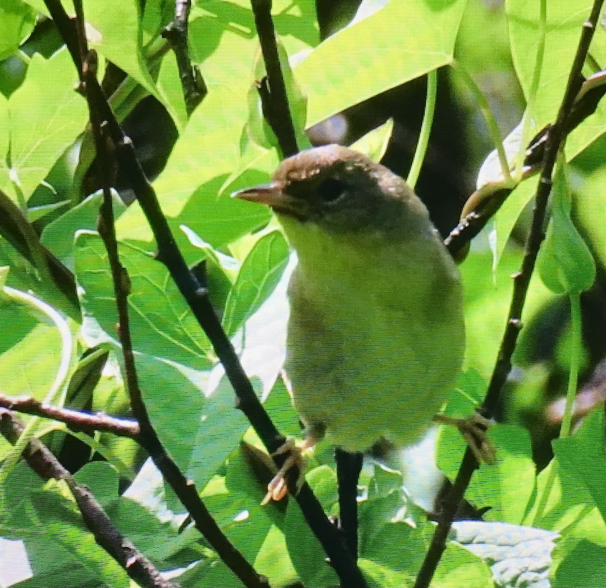 Common Yellowthroat - ML638952609