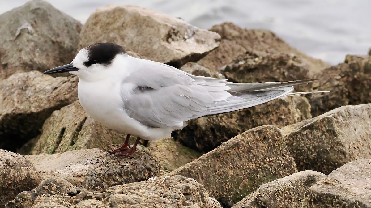Common Tern - ML638952648