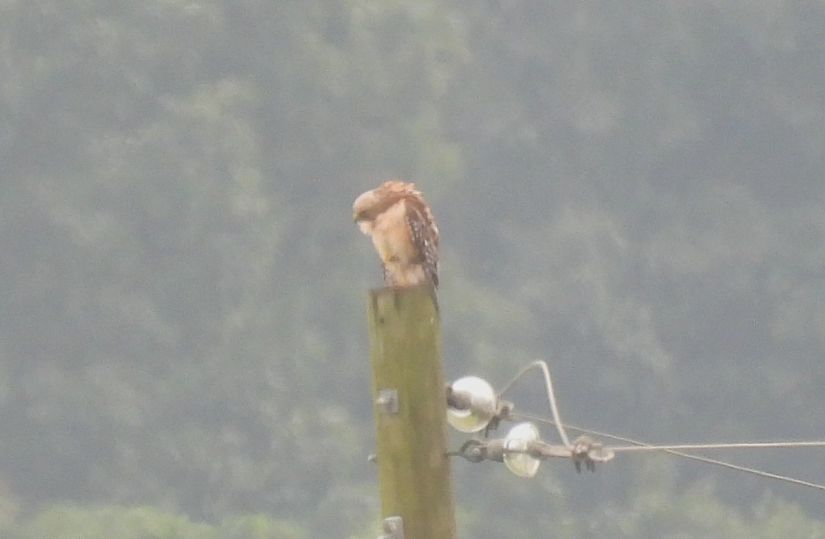 Red-shouldered Hawk - ML638952656