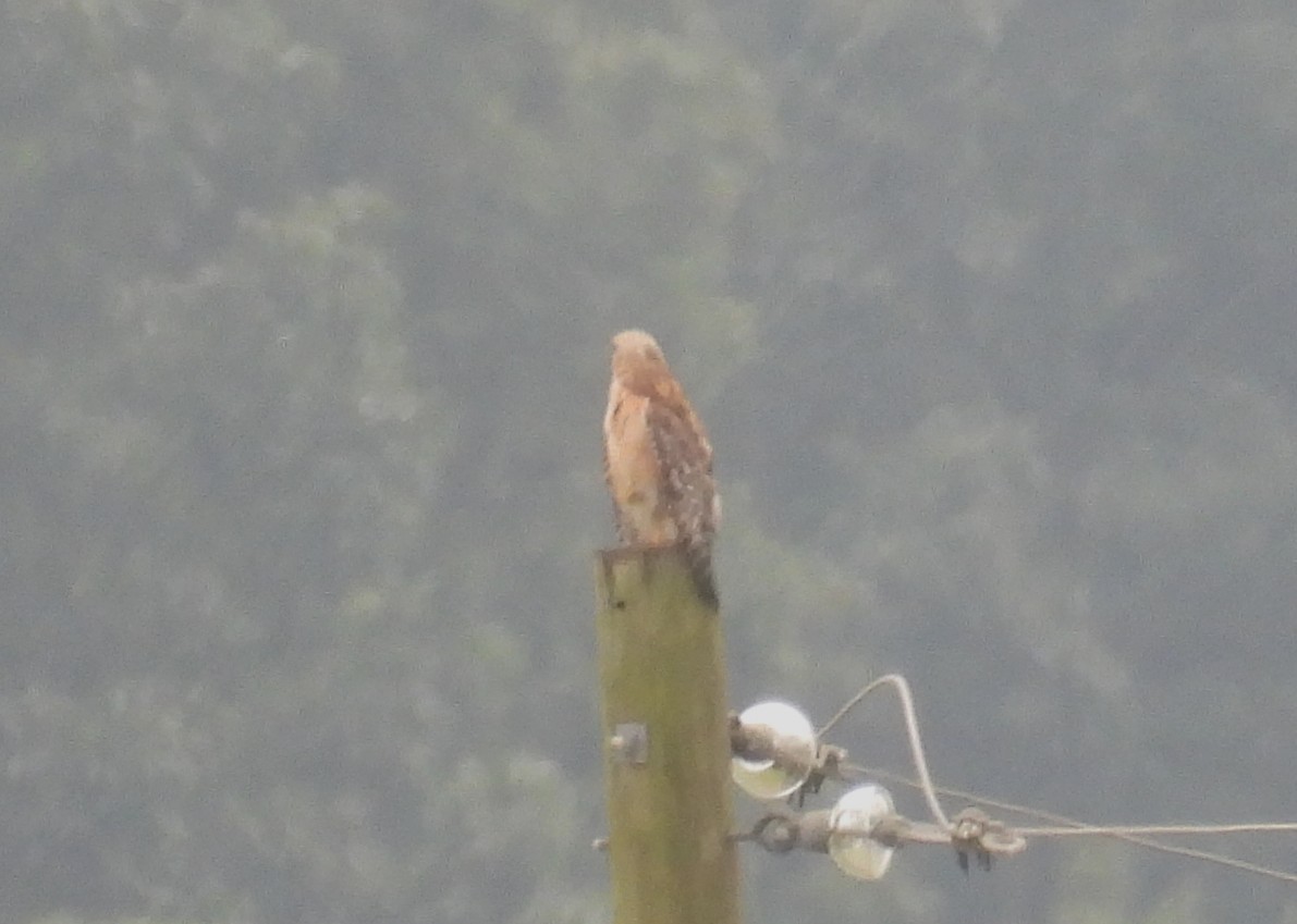 Red-shouldered Hawk - ML638952657