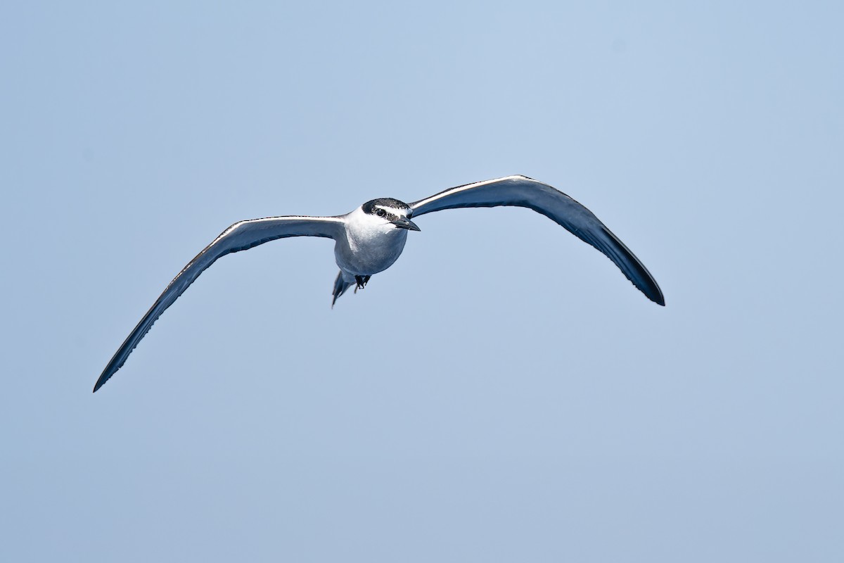 tøyleterne - ML638952685