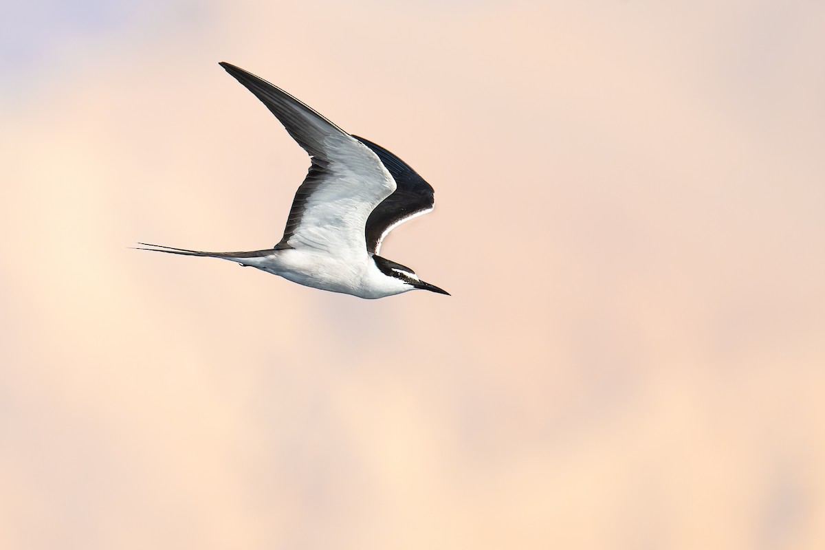 tøyleterne - ML638952687