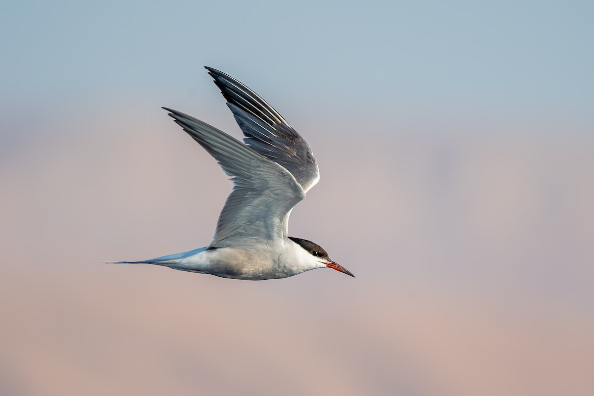 Common Tern - ML638952697