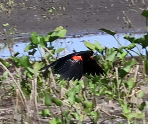 Red-winged Blackbird - ML638952712