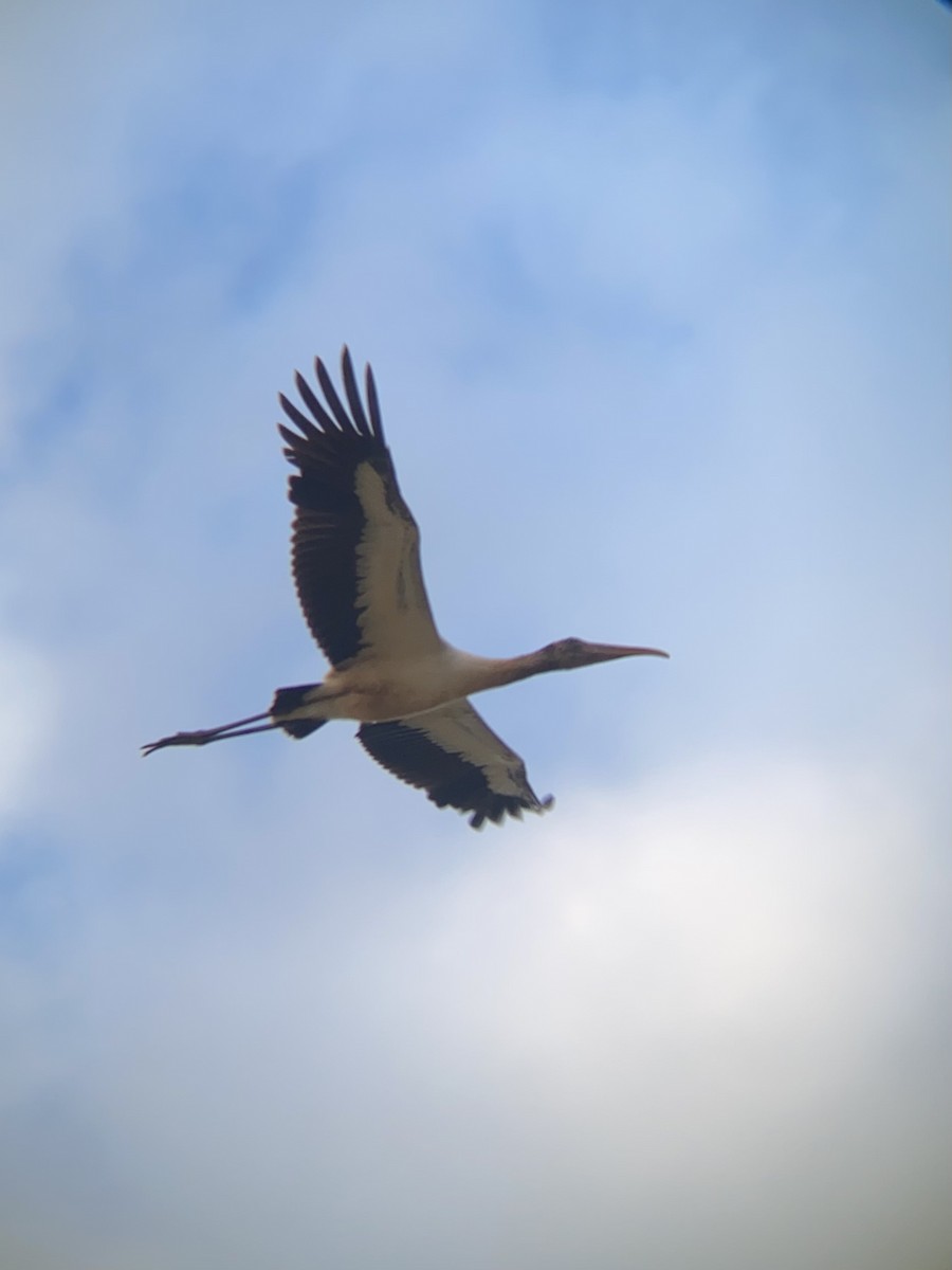 Wood Stork - ML638952723