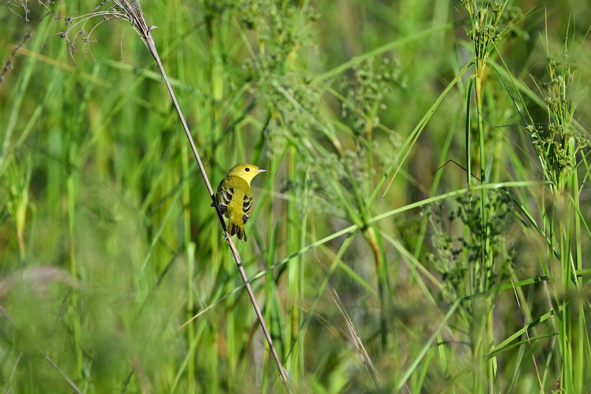 Yellow Warbler (Northern) - ML638952738