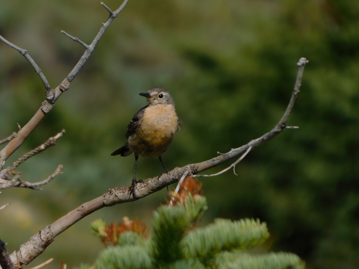 American Pipit - ML638952744