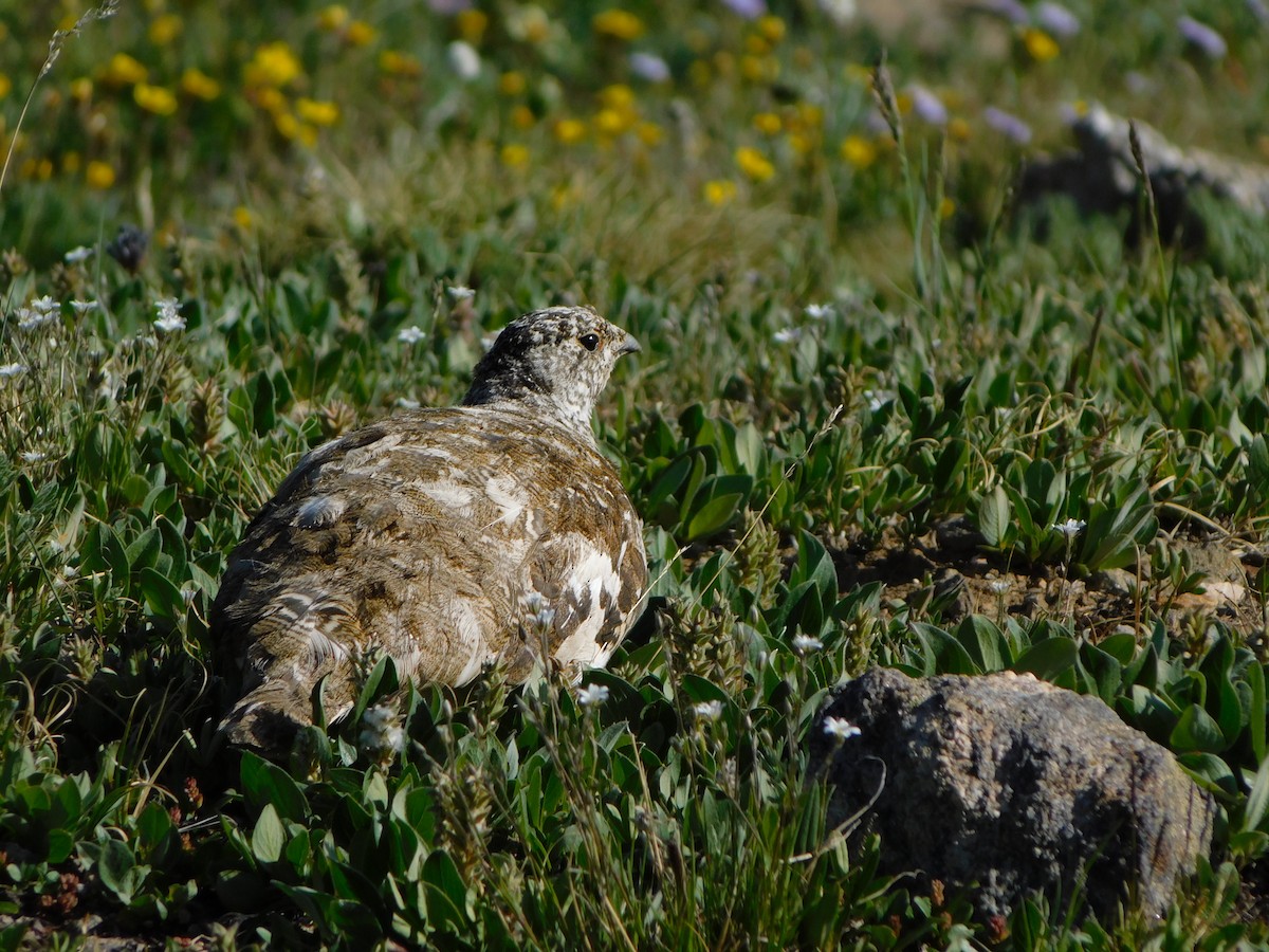 White-tailed Ptarmigan - ML638952773