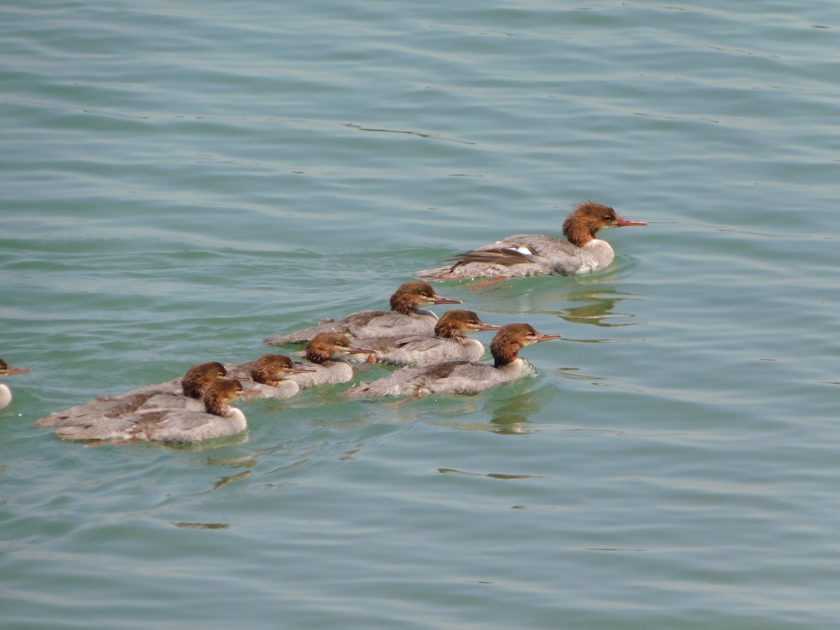 Common Merganser - ML638952795