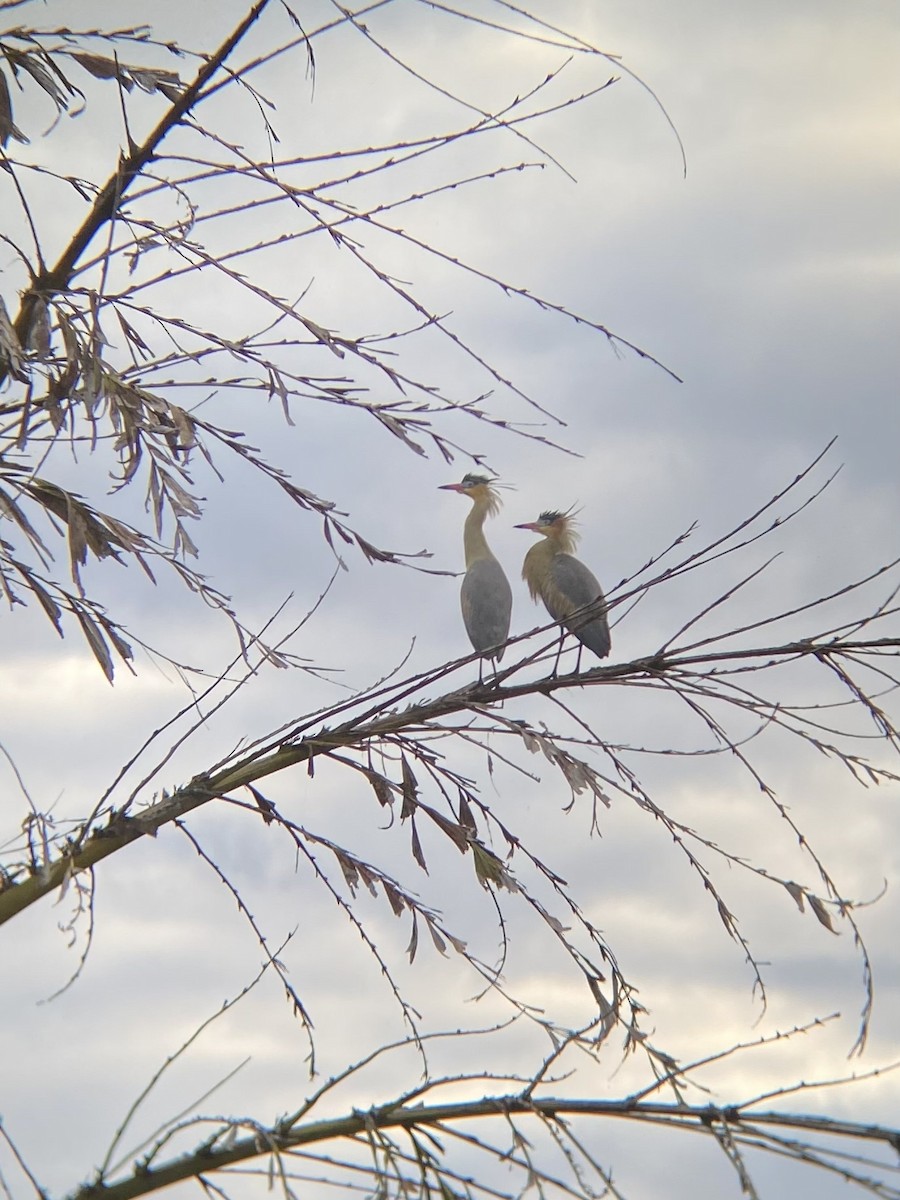 Whistling Heron - ML638952808