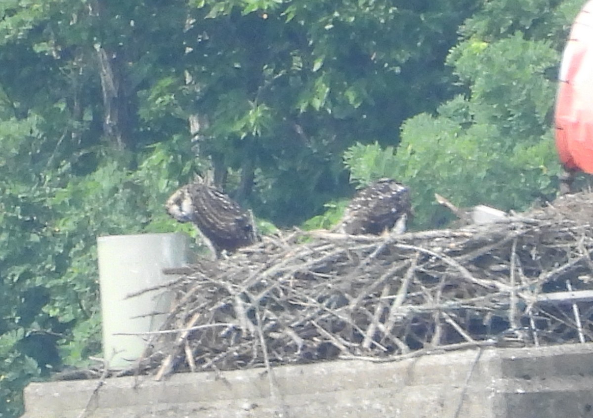 ミサゴ - ML638952815