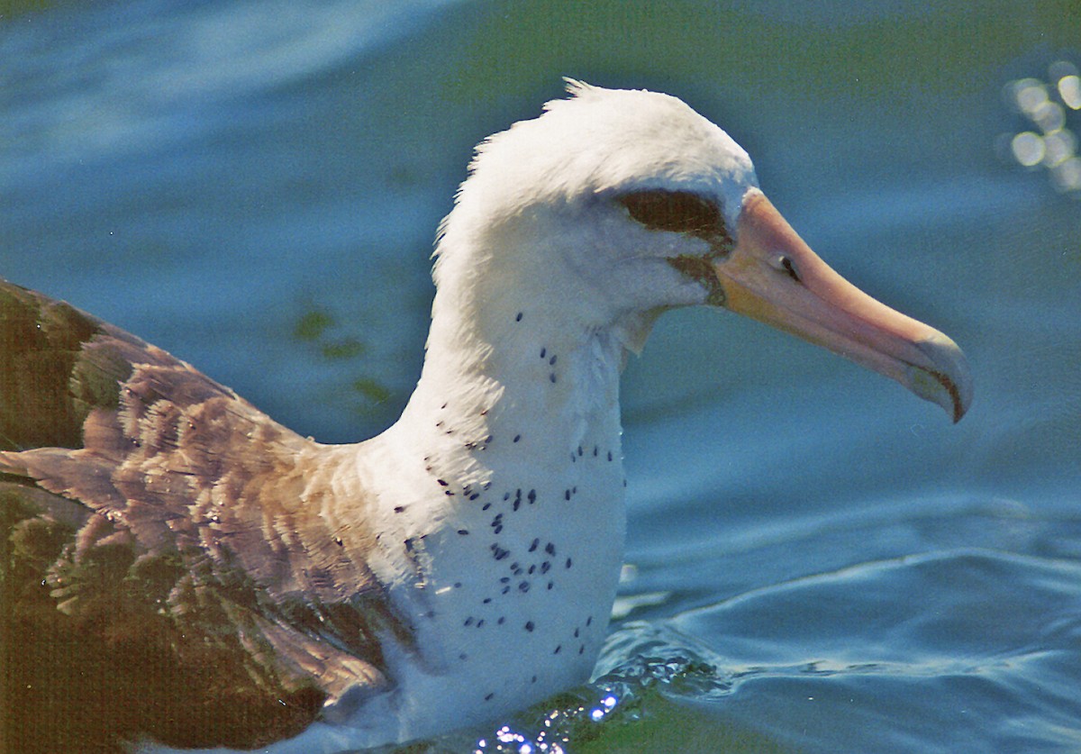 Laysan Albatross - ML638952826