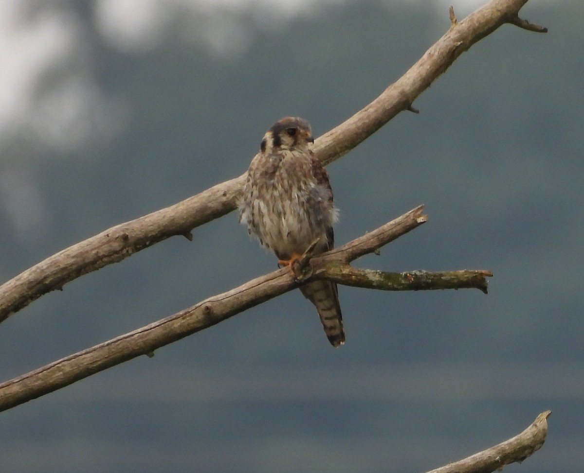 American Kestrel - ML638952842