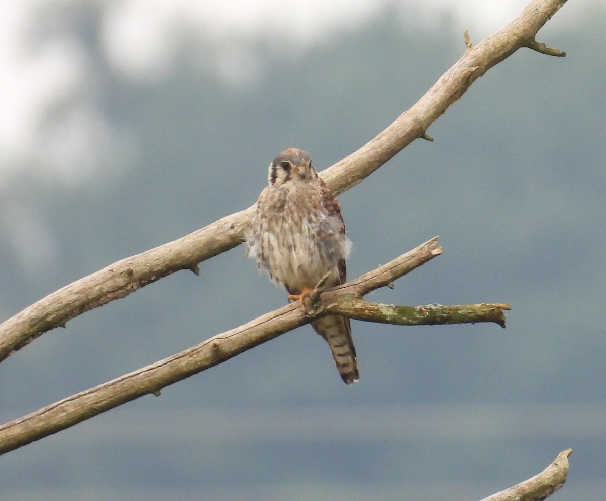 American Kestrel - ML638952843