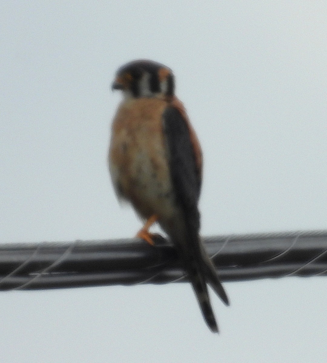 American Kestrel - ML638952852