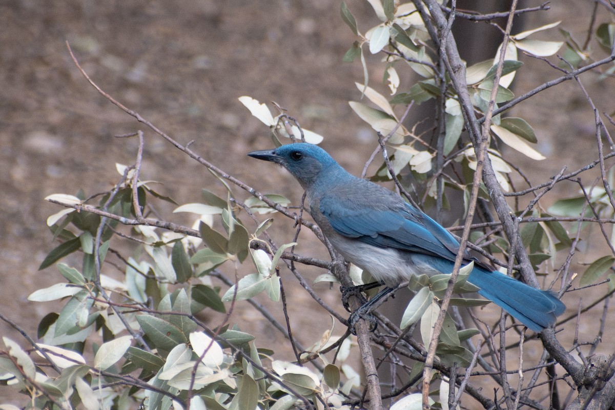 Mexican Jay - ML638952857