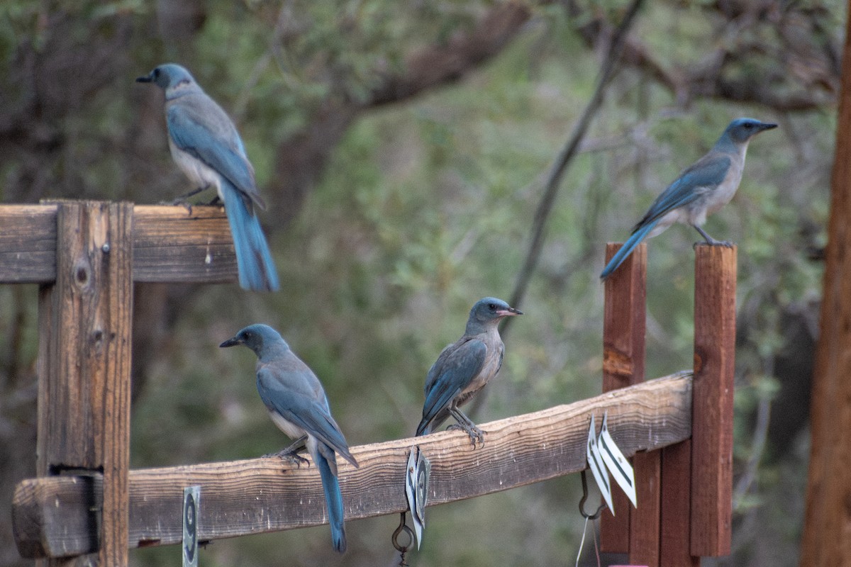 Mexican Jay - ML638952859