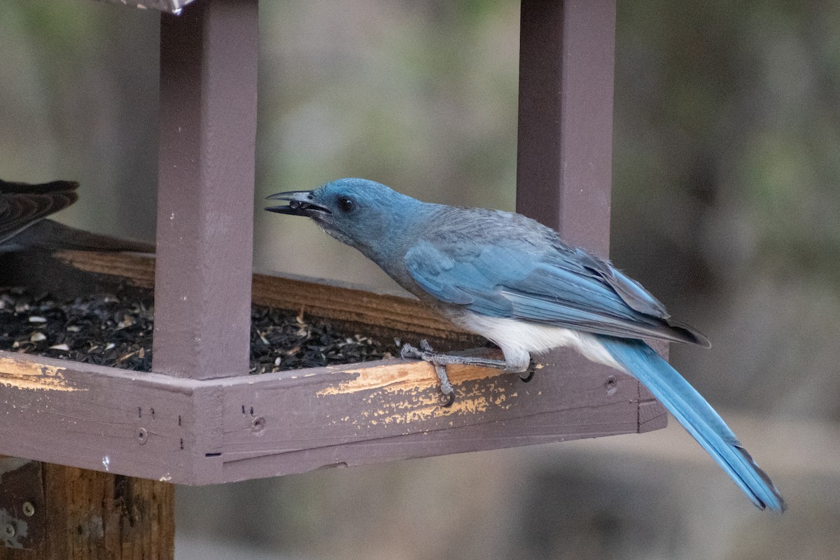 Mexican Jay - ML638952860