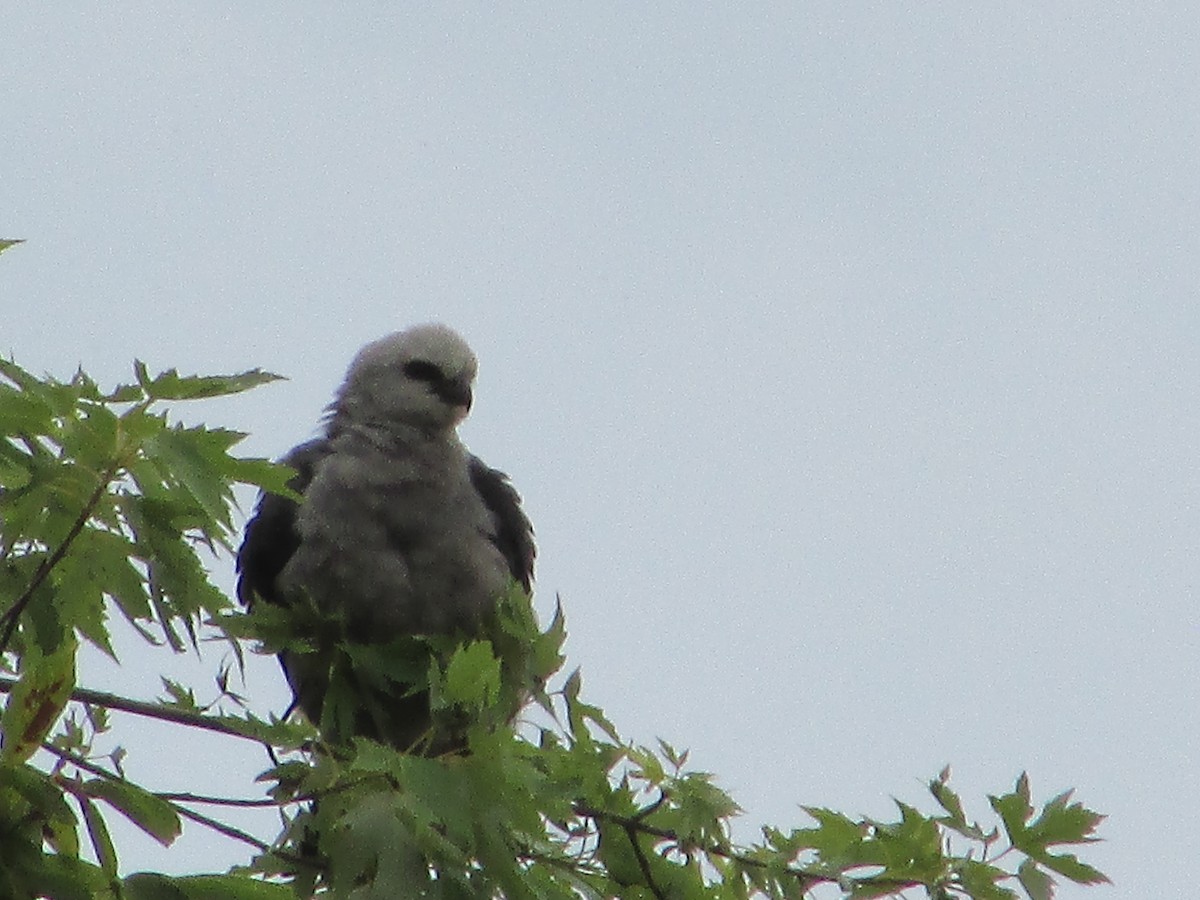 Mississippi Kite - ML638952872